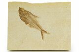 Detailed Fossil Fish (Diplomystus) - Wyoming #320374-1